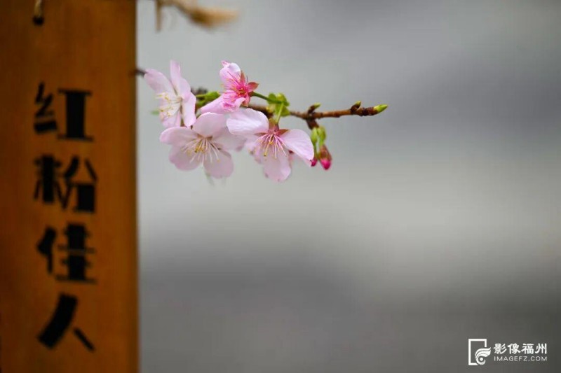 仓山区金岩路的樱花大道迎来盛放季。记者 池远 摄