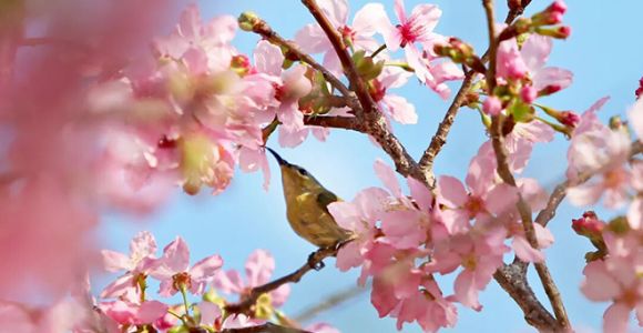 鲜花绽放！漳州春日顶流们接连上线
