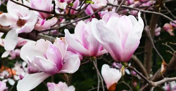 一眼沦陷！三明春日繁花盛放，“马上”打卡不亏