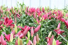 福州閩侯4萬多株百合盛放引客來 周末打卡走起！