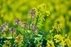 打卡去！福州這些地方油菜花開春色美！