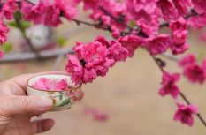 福州國家森林公園桃花盛放 春日盡享風(fēng)光