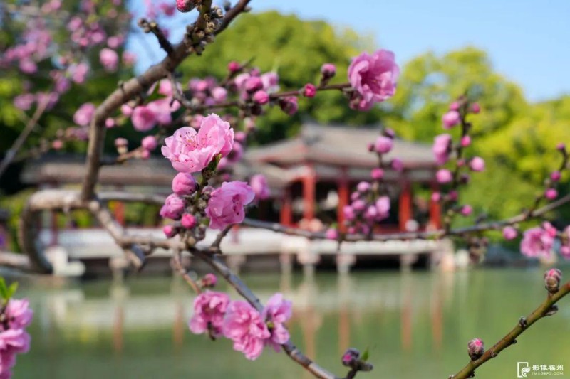 福州西湖公园柳堤畔桃花初开。记者 包华 摄