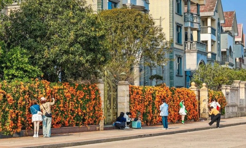 大家以花海为背景，尽情释放自己的热情与活力，拍出“生命力”大片！