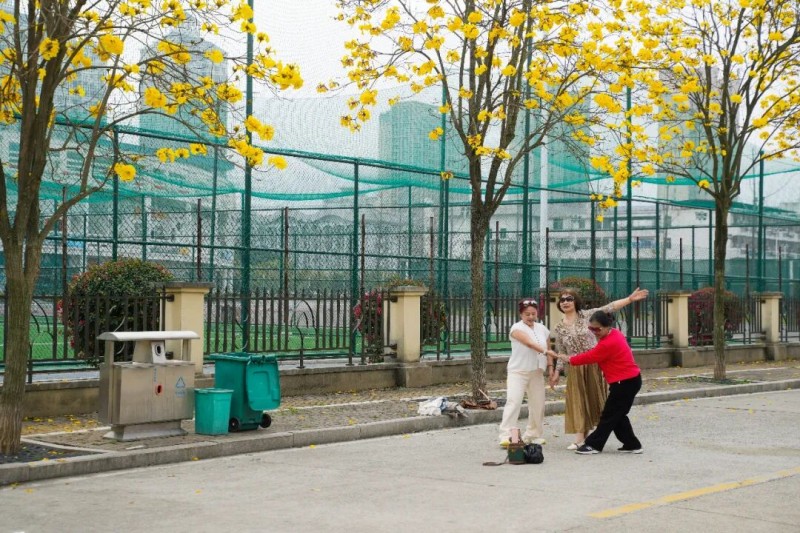 走进宁德的金色花海，赴一场与黄花风铃木的浪漫之约。