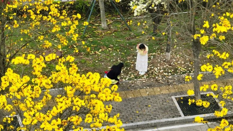 微风吹过，花瓣轻舞飞扬，树下落英缤纷，宛如铺上了一层柔软的金色地毯。