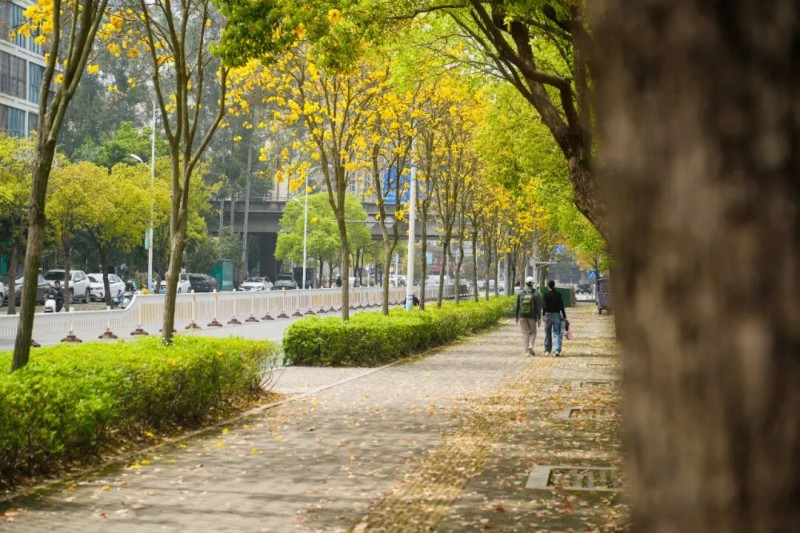 微风吹过，花瓣轻舞飞扬，树下落英缤纷，宛如铺上了一层柔软的金色地毯。