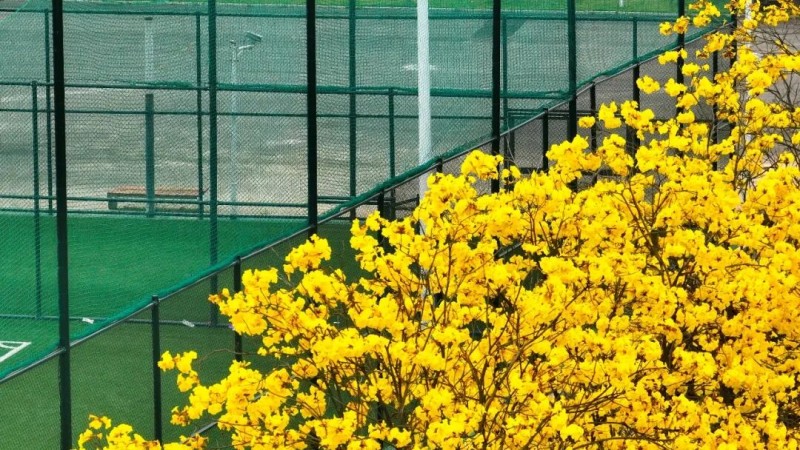 走进宁德的金色花海，赴一场与黄花风铃木的浪漫之约。