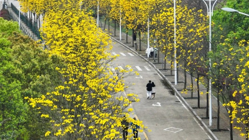 在塔山路道路两旁的黄花风铃木正值最佳观赏期，远望如金色云霞飘落人间，近观似风铃垂挂，姿态婀娜。