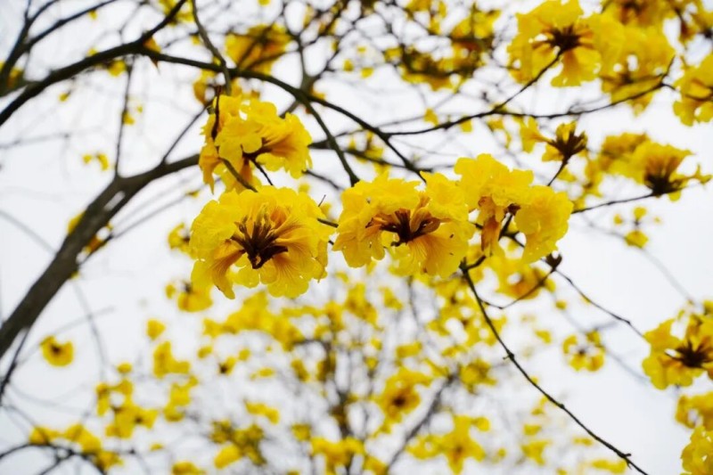 盛开的黄花风铃木。