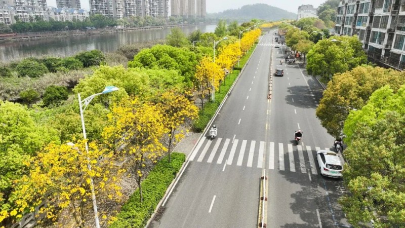 在塔山路道路两旁的黄花风铃木正值最佳观赏期，远望如金色云霞飘落人间，近观似风铃垂挂，姿态婀娜。