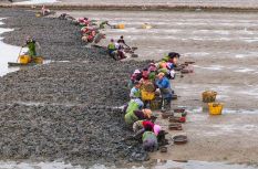 泥里尋口“鮮”！福清斗垣村2600畝海蟶迎來春收