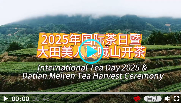 大田美人茶喊山开茶