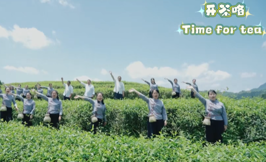 大田美人茶喊山开茶