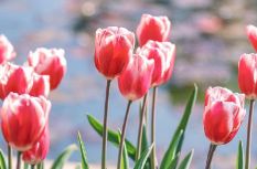 你好四月！花開正好，勇敢出發(fā)