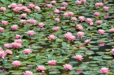 睡蓮輕舞，紫藤如瀑，園博苑春日限定浪漫上線～