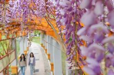 夢幻四月！福州紫藤花廊上線