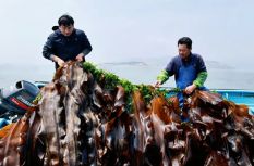 通過驗收！連江“無邊海帶”傳來好消息