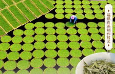 福茶飄香 “茗”揚四方