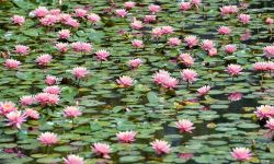 睡莲轻舞，紫藤如瀑，园博苑春日限定浪漫上线～