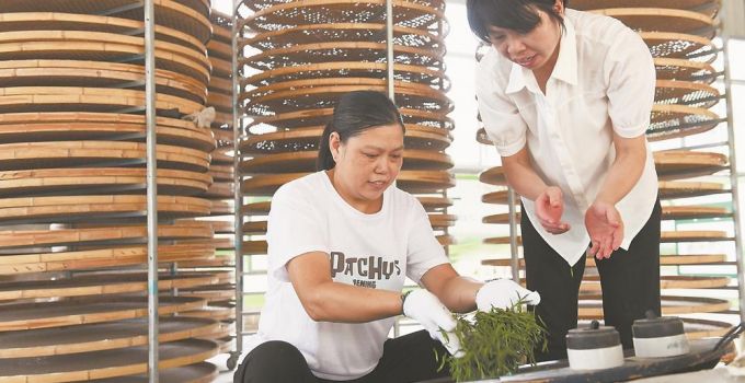 只为外婆灶台上的那一缕茶香