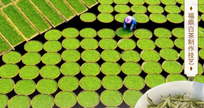 福茶飘香 “茗”扬四方