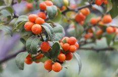 泉州永春：穿越500年，這顆小金豆不簡單！