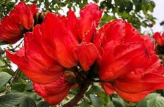 刺桐城里藏芳華 三花競艷醉春風