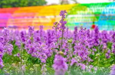 最美人間四月天 福州這些公園花都開好了！