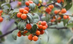 泉州永春：穿越500年，这颗小金豆不简单！