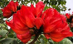 刺桐城里藏芳华 三花竞艳醉春风