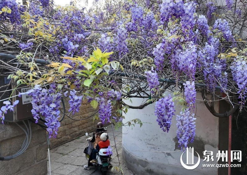 古城通源巷内，紫藤花盛开。（王柏峰 摄）