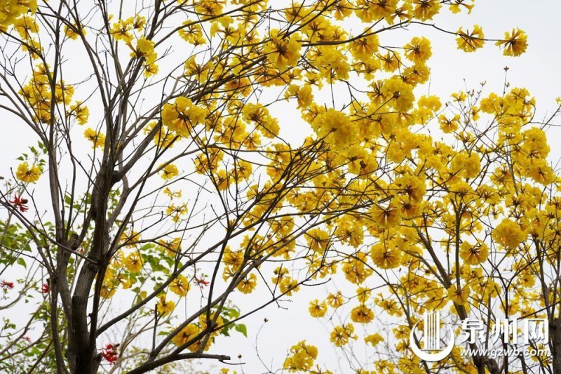 泉州丰泽丰海路东海中学旁，黄花风铃木如约绽放，为这座城市增添了一抹温暖的色彩。 （陈起拓 摄）