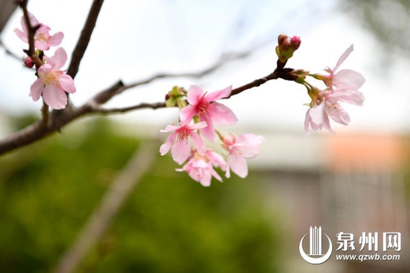 古城随处可见花开正艳（吴彩明 摄）