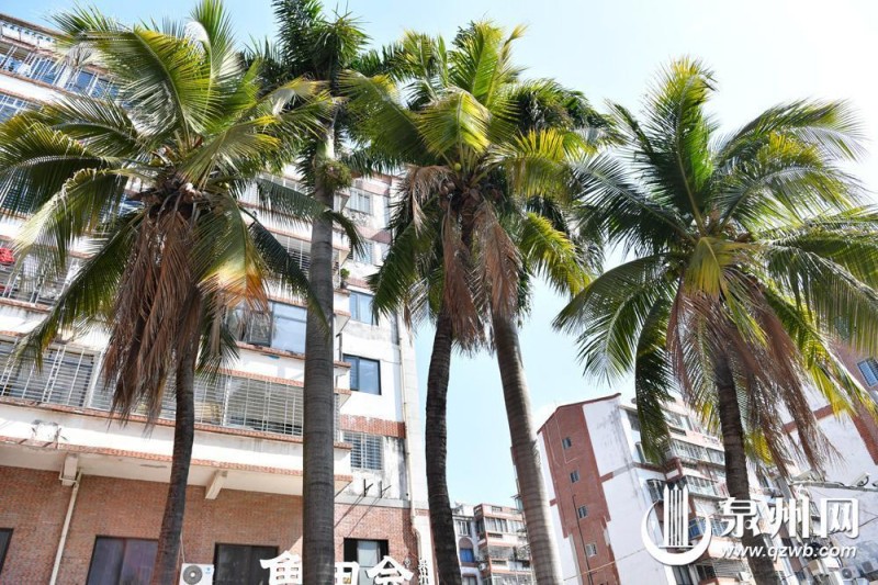 泉州鲤城东街与南俊路北拓交叉路口的花圃中，纬度最高的三棵椰子树吸引不少游客前来打卡。（胡月红 摄）