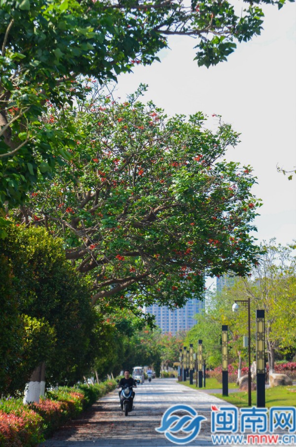 北滨江公园内刺桐花竞相绽放。