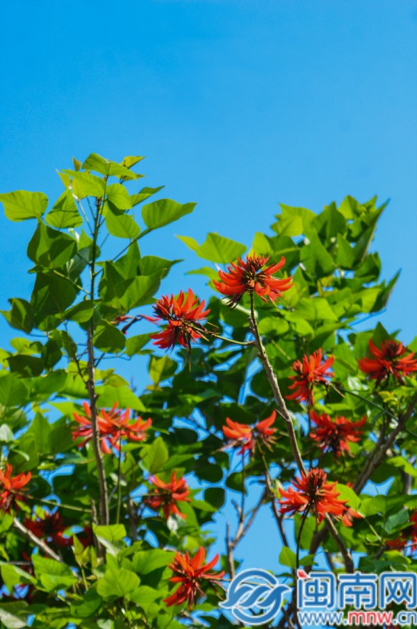 北滨江公园内刺桐花竞相绽放。