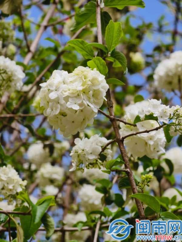 东湖公园内中华木绣球绽放。