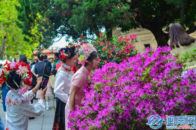 在开元寺赏花拍照的游客。