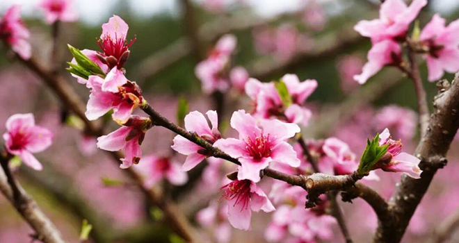 走！去闽清下祝，赴一场春日的“桃”之夭夭