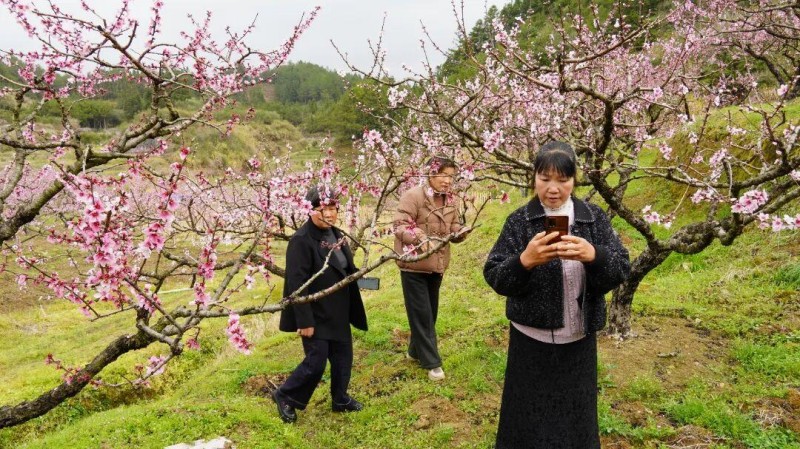 游人们或驻足花下沉醉于沁人心脾的花香尽享春日的温暖与惬意，或举起手中的手机，相机与娇艳的桃花合影留念定格下这美好的瞬间。