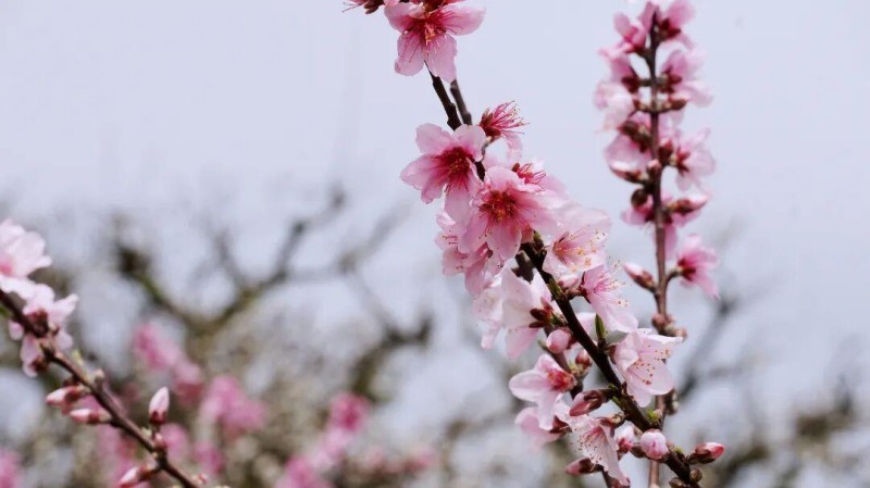 花开正好 莫负春光，有兴趣的朋友不妨趁着晴好春日走进闽清下祝，赏灼灼桃花，赴春日之约。