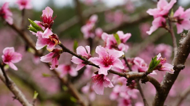 花开正好 莫负春光，有兴趣的朋友不妨趁着晴好春日走进闽清下祝，赏灼灼桃花，赴春日之约。