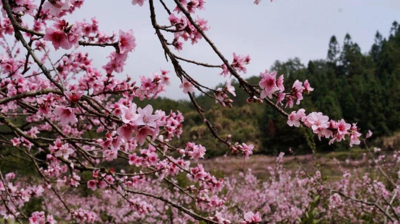 春回大地 百花竞放，眼下正是踏青赏花的好时节，在闽清县下祝乡，万亩桃林已进入盛花期。