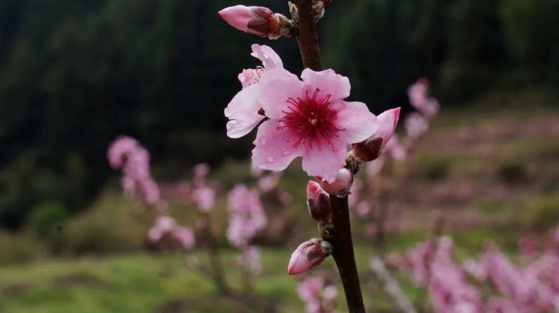 花开正好 莫负春光，有兴趣的朋友不妨趁着晴好春日走进闽清下祝，赏灼灼桃花，赴春日之约。