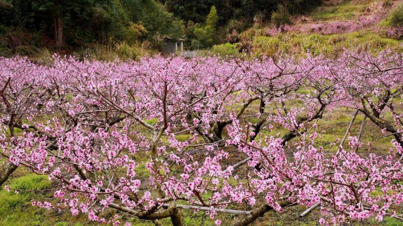 春回大地 百花竞放，眼下正是踏青赏花的好时节，在闽清县下祝乡，万亩桃林已进入盛花期。