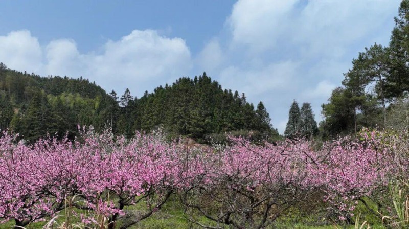 春回大地 百花竞放，眼下正是踏青赏花的好时节，在闽清县下祝乡，万亩桃林已进入盛花期。