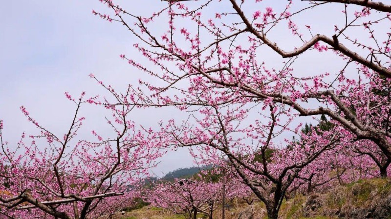 春回大地 百花竞放，眼下正是踏青赏花的好时节，在闽清县下祝乡，万亩桃林已进入盛花期。