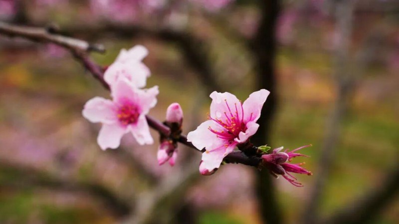 花开正好 莫负春光，有兴趣的朋友不妨趁着晴好春日走进闽清下祝，赏灼灼桃花，赴春日之约。