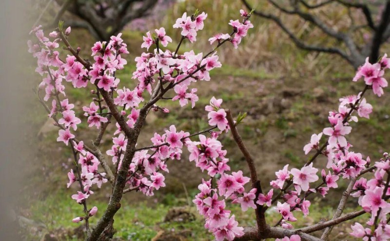 花开正好 莫负春光，有兴趣的朋友不妨趁着晴好春日走进闽清下祝，赏灼灼桃花，赴春日之约。